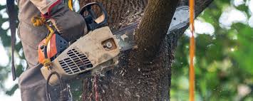 How Our Tree Care Process Works  in  Hood River, OR