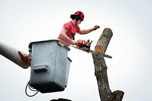 Best Tree Preservation Services  in Hood River, OR